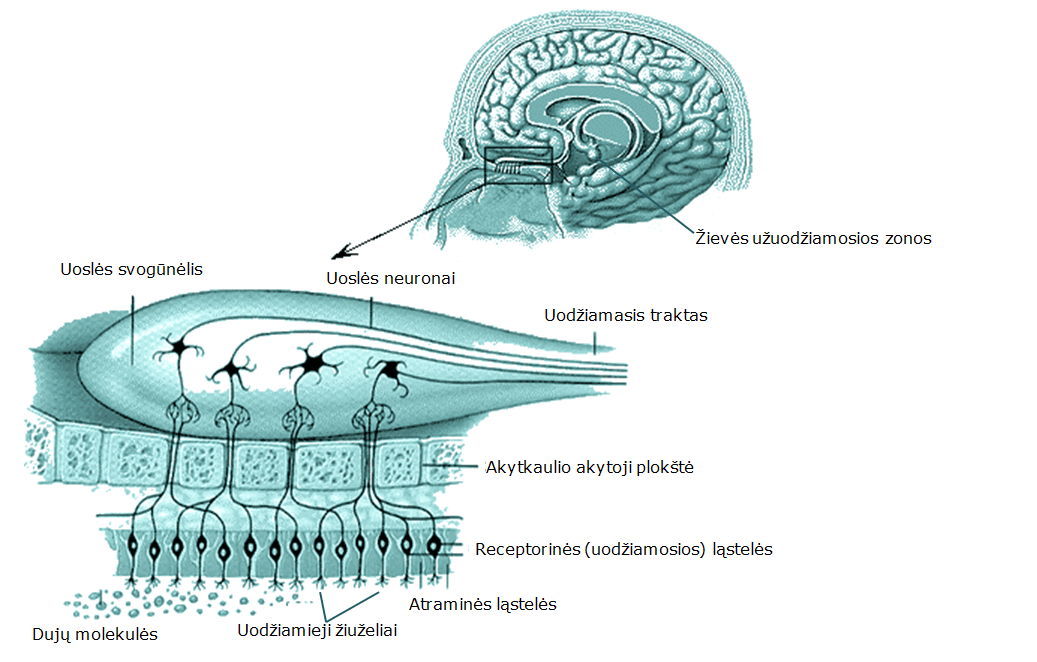 odour system, odour sense, kvapas, odour, kvapų poveikis sveikatai, odour health impact